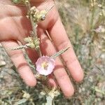 Sphaeralcea angustifolia 花