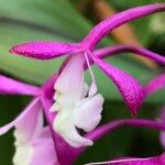 Epidendrum porphyreum Flower