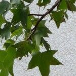 Liquidambar formosana Blad