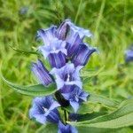 Gentiana asclepiadea Flower