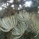 Abies lasiocarpa Likasa