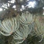 Abies lasiocarpa برگ