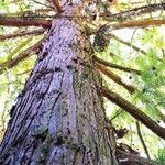 Cunninghamia lanceolata Ekosanga