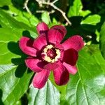 Calycanthus floridusCvet