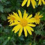 Euryops pectinatus 花