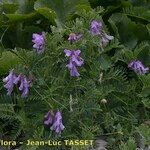 Vicia cusnae Habit