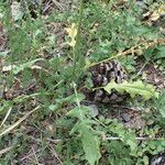 Sisymbrium austriacum Hoja