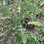 Sisymbrium austriacum Leaf