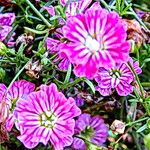 Gypsophila muralis Flower