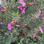 Eremophila oppositifolia Fleur