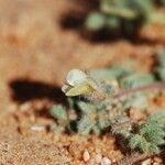 Astragalus eremophilus Λουλούδι