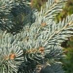 Abies lasiocarpa Yaprak