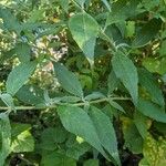 Buddleja davidii Ліст