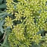 Crithmum maritimum果