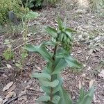 Epipactis helleborineBlad