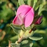 Ononis spinosa Flower