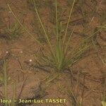 Isoetes longissima عادت داشتن