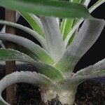 Hechtia tillandsioides List