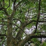 Fraxinus excelsior 整株植物
