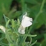 Galeopsis angustifolia Flower