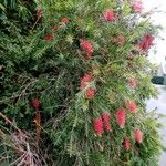 Callistemon viminalis ফুল