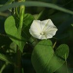 Ipomoea obscura Diğer