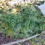 Pseudotsuga menziesii Levél