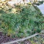 Pseudotsuga menziesii Deilen