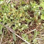 Cerastium semidecandrum Leaf