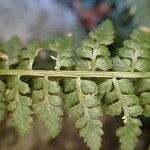 Asplenium foreziense Fuelha