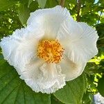 Stewartia ovata Flower