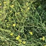 Sisymbrium officinale Habit