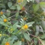 Bidens frondosa Цветок