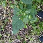 Ageratina altissima Leaf