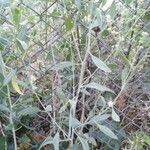 Lepidium latifolium Blatt