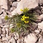 Erysimum ochroleucum Hábito