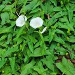 Calystegia sepiumFiore