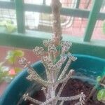 Bryophyllum delagoense 樹皮