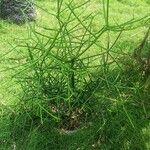 Euphorbia tirucalli Hoja