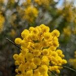 Acacia cultriformis Λουλούδι