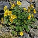 Geum reptans Habit