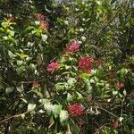 Fuchsia paniculata Květ