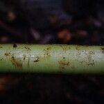 Coniogramme africana Hoja