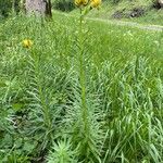 Lilium pyrenaicum Habit