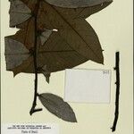Guatteria discolor Hoja