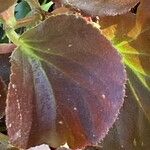 Begonia cucullata cv. 'Doublet Rose Pink' Blatt