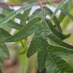 Rhus glabra Hoja