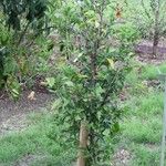 Hibiscus boryanus Habitatea