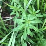 Galium maritimum Leaf