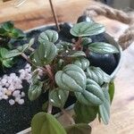 Peperomia albovittata Feuille